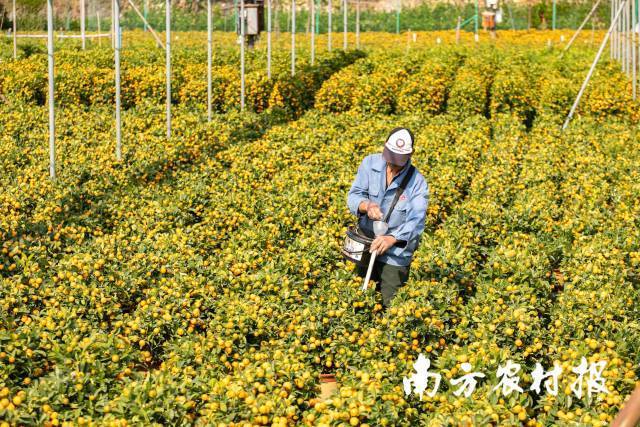 工人给年桔施肥。