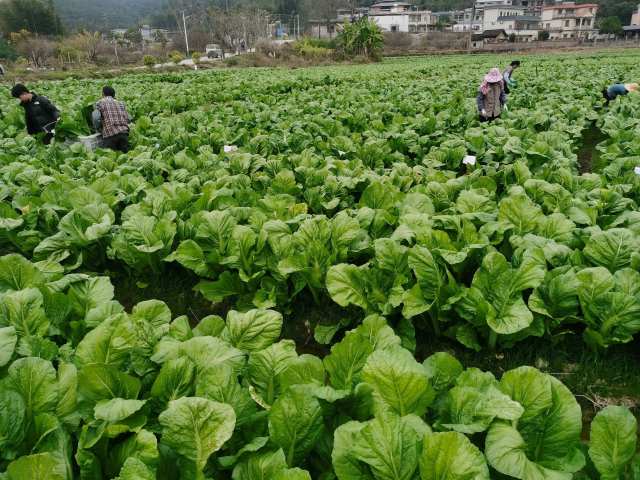 试验基地的大芥菜叶片厚实、色泽鲜亮。