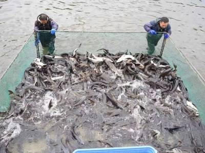 8吨鲟鳇鱼“游”出国门！佛黔产业协作迎“开门红”