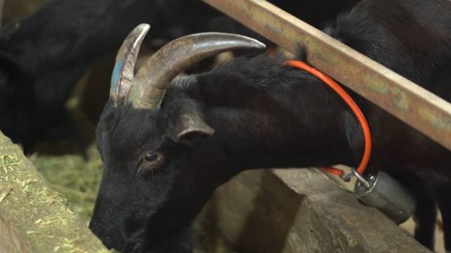 村里的新牧羊人