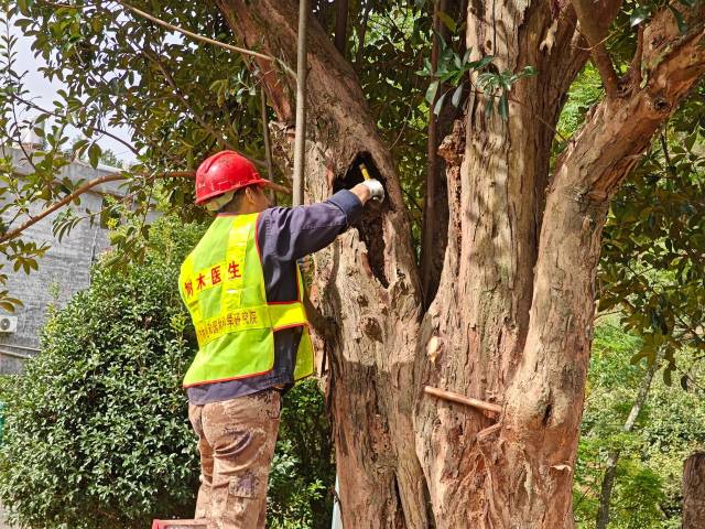 树木医生在云浮市给“天下第一樟”进行清腐