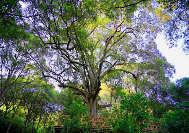 肇庆市怀集县红锥王