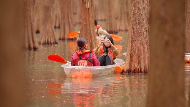 游客在落羽杉林里划玻璃船、拍照