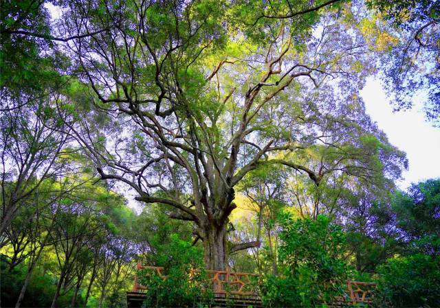 肇庆市怀集县红锥王