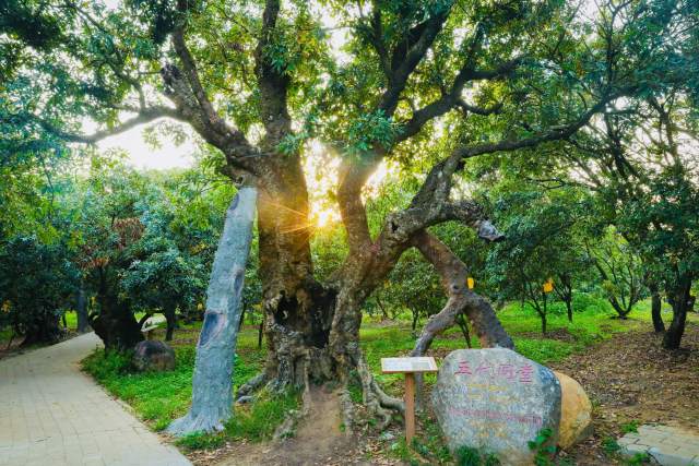 茂名根子贡园古荔枝树