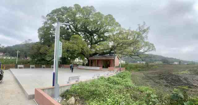 视频监控守护古树  