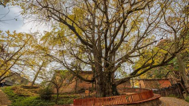 韶关南雄坪田镇新墟村银杏王