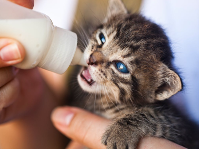宠物食品八大禁忌，你踩坑了吗？