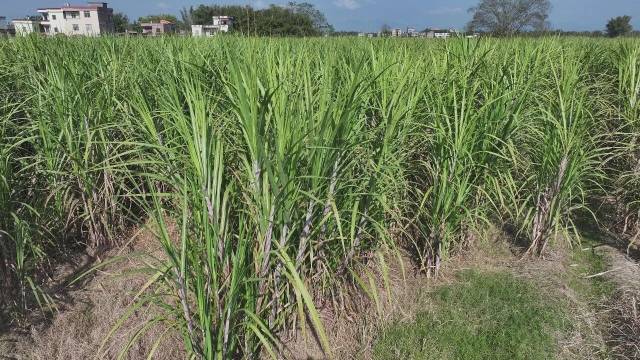 怀集县东升农业科技有限公司