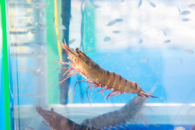 斑节对虾是本土物种，个体大、味道香，市场潜力巨大。