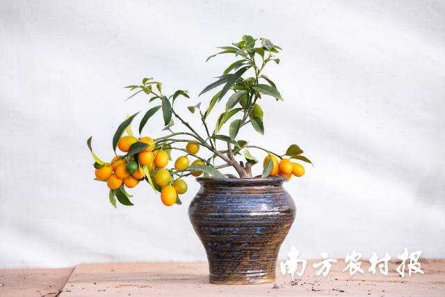 金坠弯枝——福气太满，连枝桠都兜不住