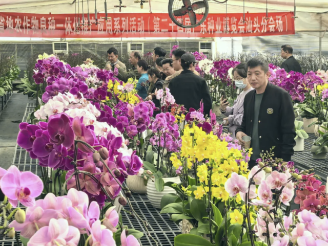 汕头农科所是我国蝴蝶兰品种培育、技术研发和农技推广的重要力量。