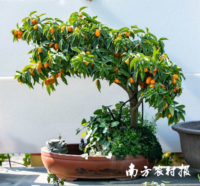 福门拱岁——把“开门见吉”刻进枝桠里