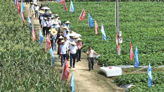 韶关翁源分会场每年吸引粤北地区及周边大量种植户前往看种选种。