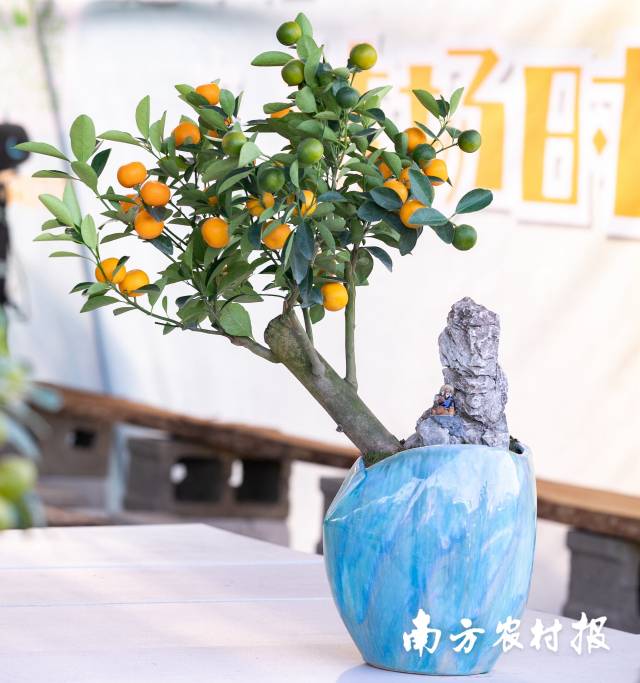 雅盆藏吉——把文气的年味装在瓷盆里