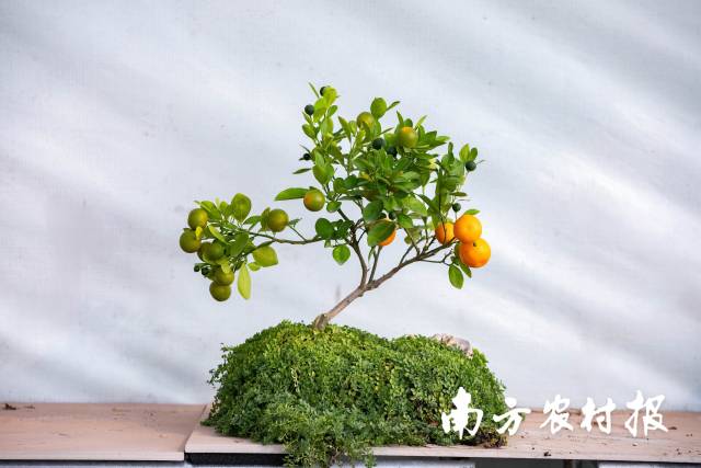 青黄待岁——让福气跟着新年慢慢熟