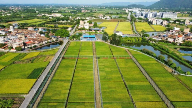 第二十四届广东种博会水稻良种展示活动今年7月在清远召开，以良种展示为核心，汇聚产业链要素，赋能“百千万工程”及广东水稻产业高质量发展。