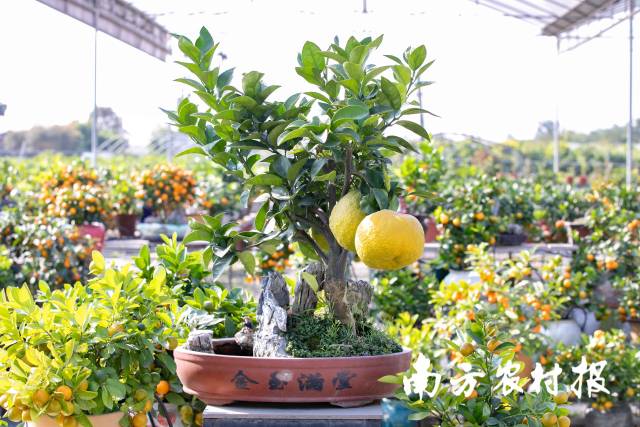 巨柑镇岁——把“大气福袋”挂在庭院里