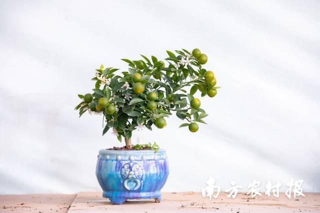 花果同枝——把“旧福接新运”开在枝头上