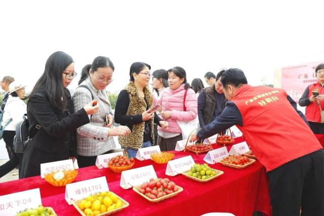 新一届樱桃番茄擂台赛即将鸣锣开赛。