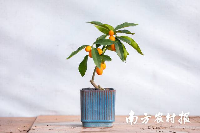 金豆悬枝——把吉气攥在书桌的方寸里