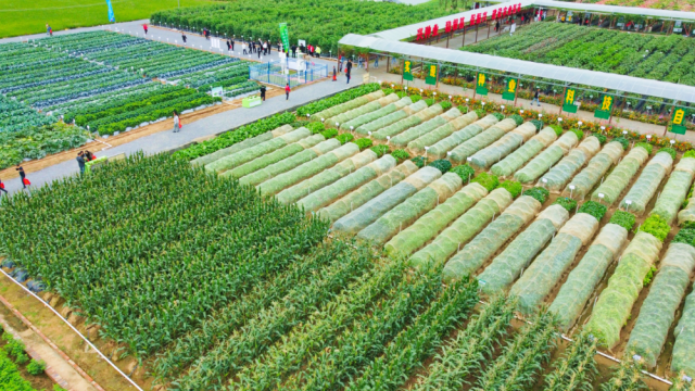 肇庆分会场连续四年举办，有力推动了当地农业生产的品种更新和技术升级。