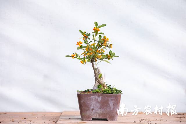 吉刺盈枝——带铠甲的福气，是温柔的守护