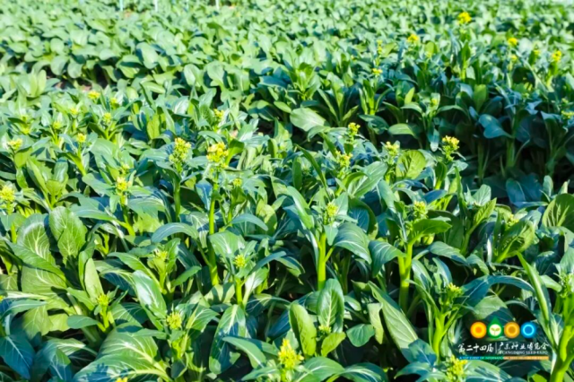 广东菜心新品种。