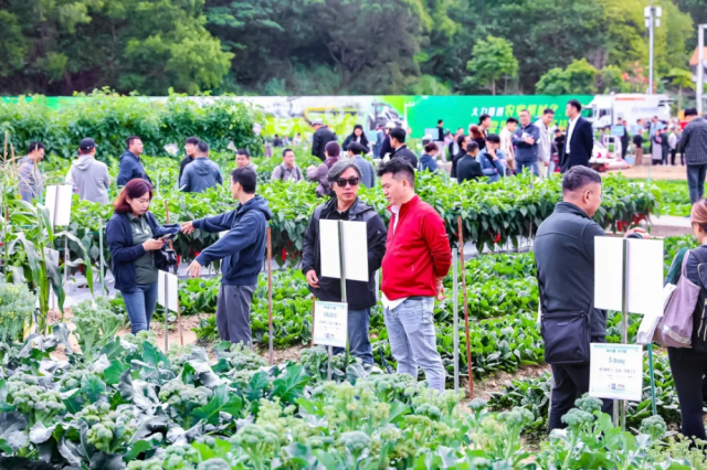 每年12月，全国种业人齐聚柯木塱看种选种。