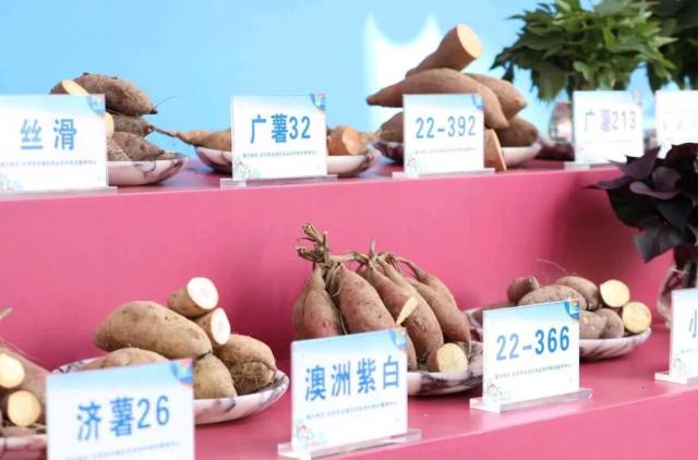 甘薯是广东第二大粮食作物，是富民兴村的“黄金薯”。