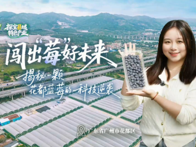 闯出“莓”好未来！广州花都蓝莓的科技逆袭｜粤来粤好百千万