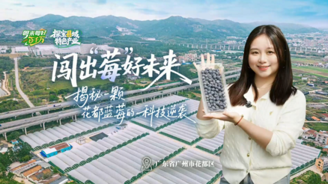 闯出“莓”好未来！广州花都蓝莓的科技逆袭｜粤来粤好百千万