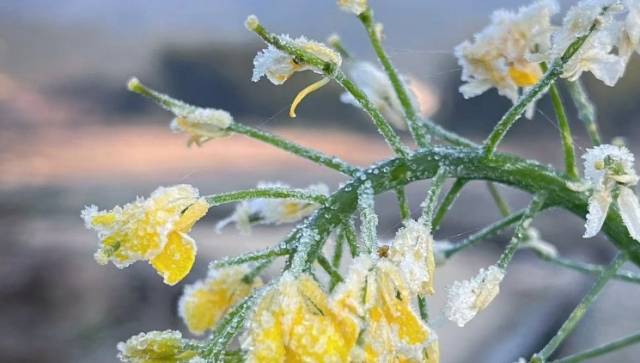 广州从化山区低温跌破冰点，农田作物披上“白衣”