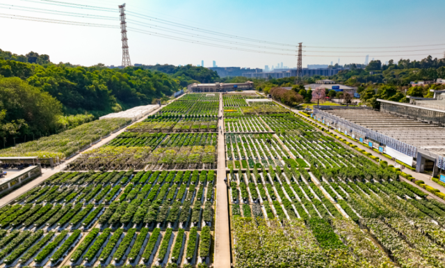 广东种博会柯木塱地展已发展成中国种业的“王牌地展”。