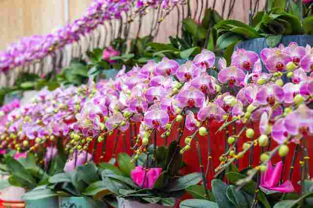 蝴蝶兰。资料图