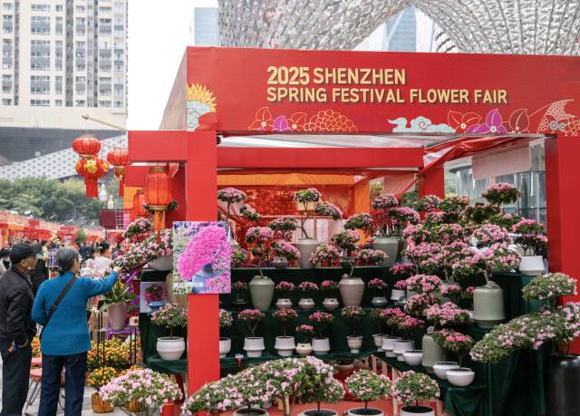 2025深圳迎春花市。资料图