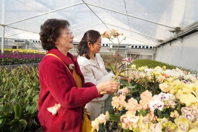 市民在选购花卉。