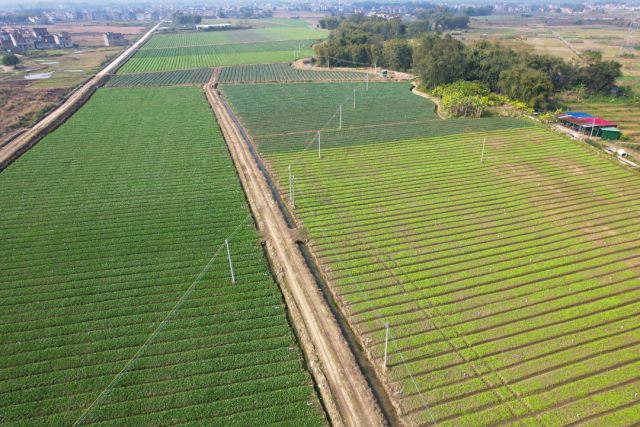 怀集县蔬菜产业年种植面积约25万亩，改变广东规模性蔬菜生产基地超2万亩。蔬菜图源 怀集发布