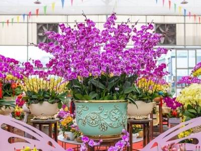 中国年桔马年送吉！广东全域花市+非遗潮玩年味要来啦