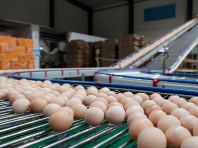 每天百万枚！乌蒙山鸡蛋“坐上”冷链专线直供大湾区