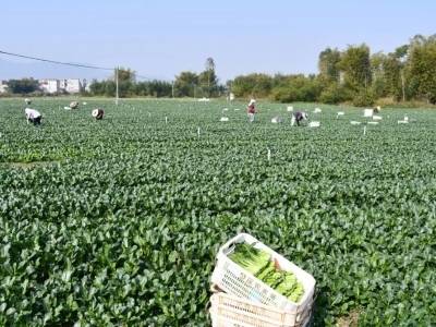 这是一场将要改变广东蔬菜产业的大会