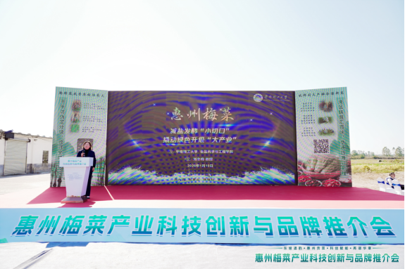 惠州梅菜首轮技术集成