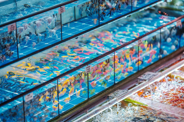 鱼缸水波荡漾，流动的光影映照着灵动游弋的“水中精灵”。