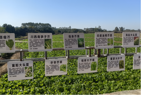 芥菜大观园及6大类同宗芥菜