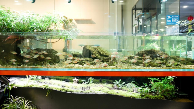 百艺城商户推出面对面造景教学服务，以屏幕无法替代的沉浸式体验，守住江湖地位。