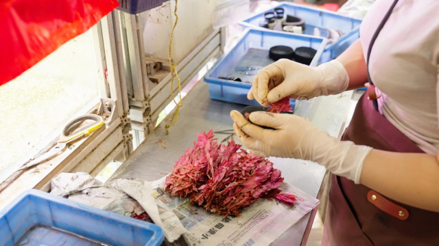 在百艺城的门店里，员工们正忙着打包这种被直播间销售的水草。