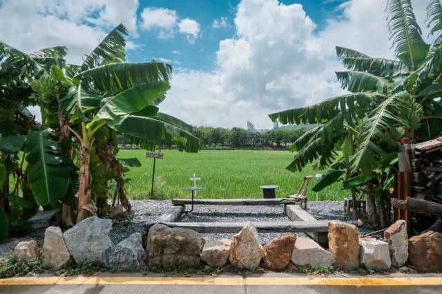 ▲中山崖口村以稻田为载体，开起了稻田咖啡厅，把农田风光与城市休闲场景结合起来（图：视觉中国）