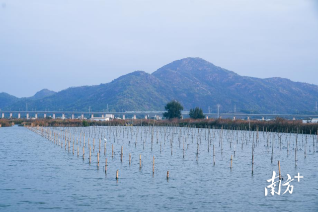汕尾晨洲村万亩蚝田。