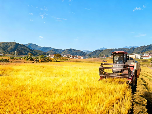 金场村的“洲仔香米”喜获丰收。