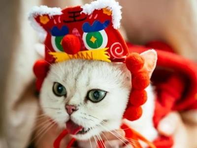 广货行天下，宠物好物奔赴宠界奥斯卡！媒体+首届宠物年货节与你相约广州塔